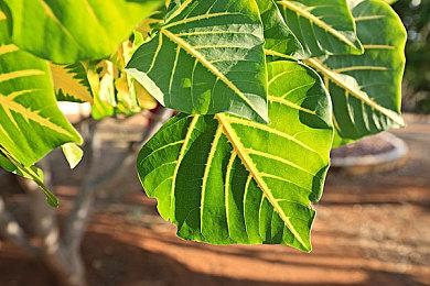 小岛：2024年将同步开发《死亡搁浅2》和《OD》