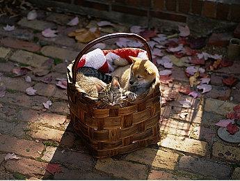 Switch2预购开启订单太多卡服务器 两周报名时间不必太急